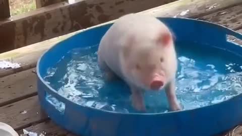 dancing pig