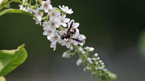 Wasp Pollinating Gooseneck Flowers