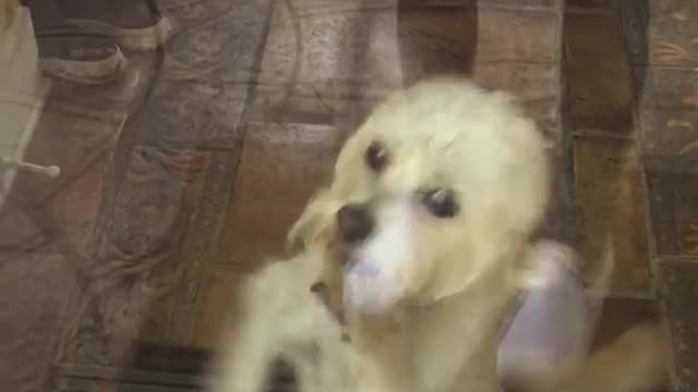 Small white dog scratching door window