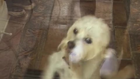 Small white dog scratching door window