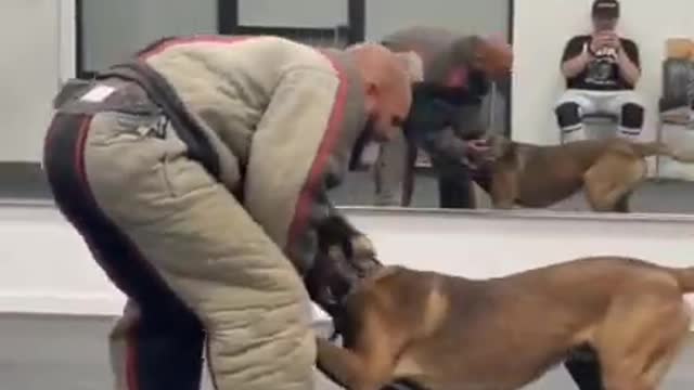 Dog training