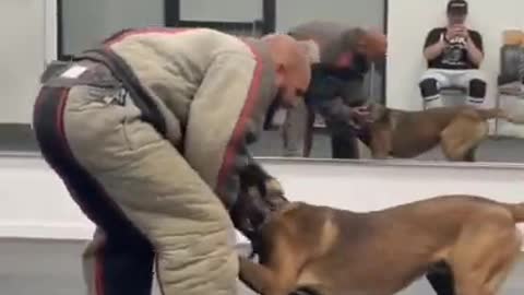 Dog training