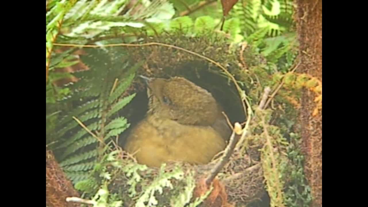 Crested Satinbird