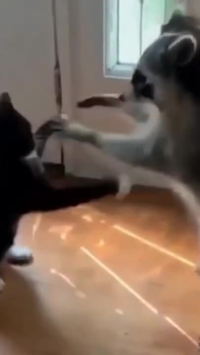 .dog crying sad and others playing #shorts