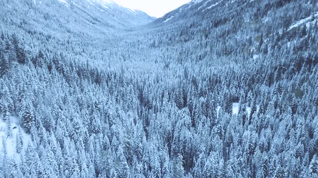 View of coniferous trees in winter.