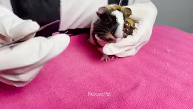 How to remove Pets Ticks (Cute). Rescue the Pet