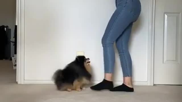 cute funny dog