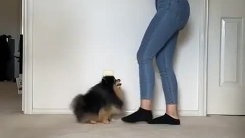 cute funny dog