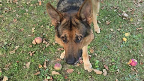 German shepherd chases apples.