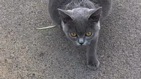 Pregnant cat 😺🥹