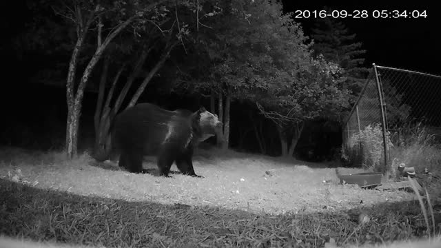 A Large Grizzly Messing With My Security Camera