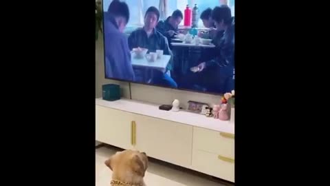 Funny 🤣 animals video