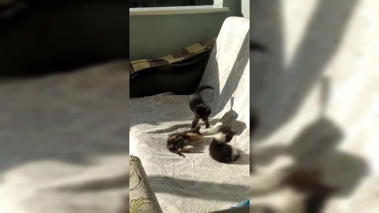 Best Funny Videos Of The Cute Cats AMAZING BEAUTIFUL CATS