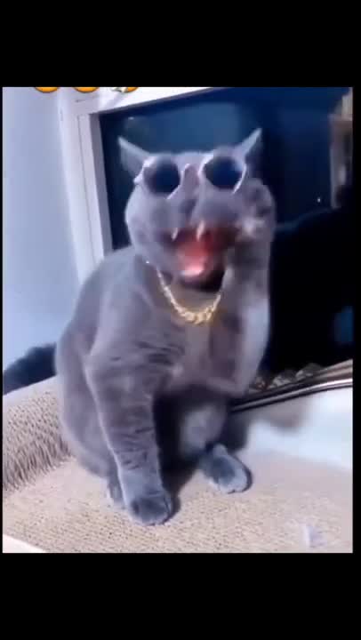 .Aww So Funny Super pets And Cats Reaction Videos _ Cats