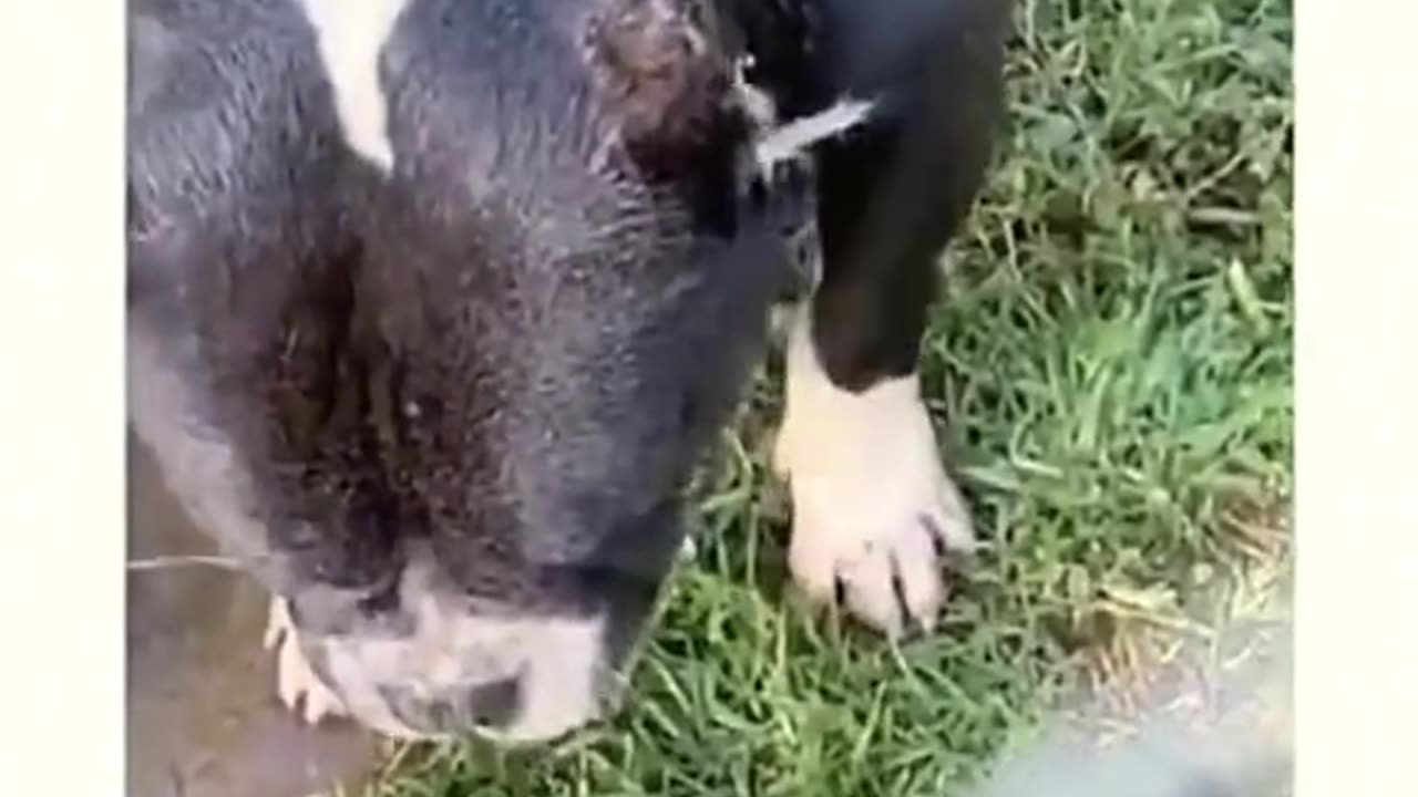 Unexpected Animal Bloopers! πΎπ± Too Funny to Handle! π