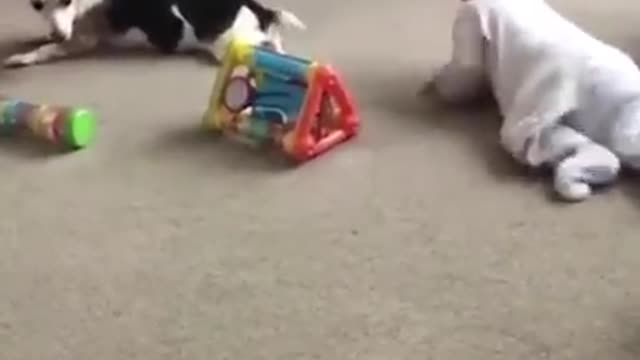 Funny Dog with kids