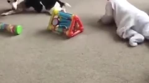 Funny Dog with kids