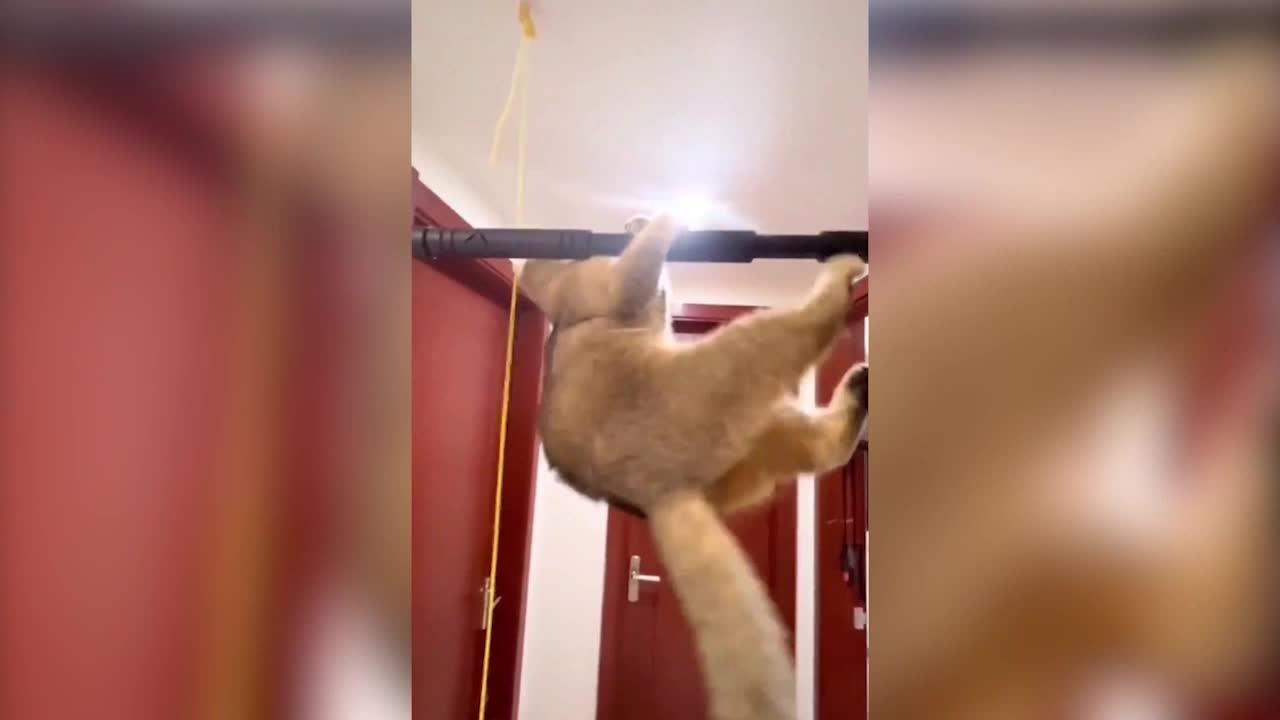 The cat doing pull-ups