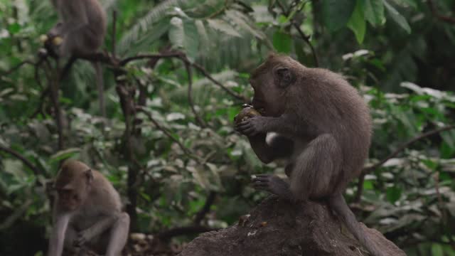 Monkey King in jungle