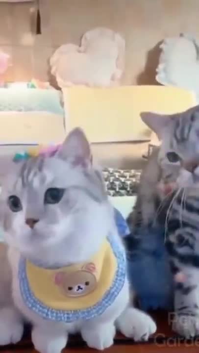 Funny cat and dog videos