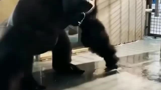 funny gorilla 🤣