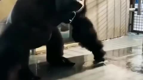 funny gorilla 🤣