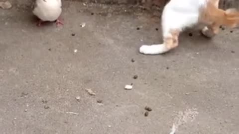 Funny cat video #short # trending