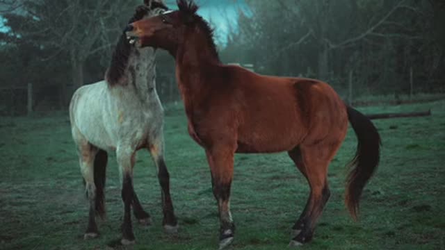 Animals video