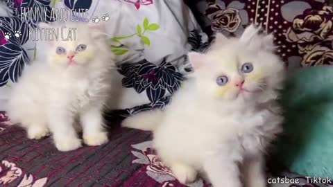 Cute Kittens🐱🐱 Supper Cute baby Cats In The World