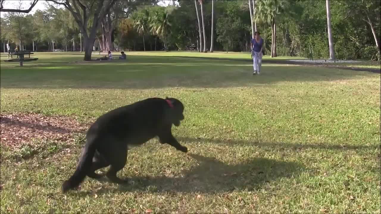 Dog training . step by step