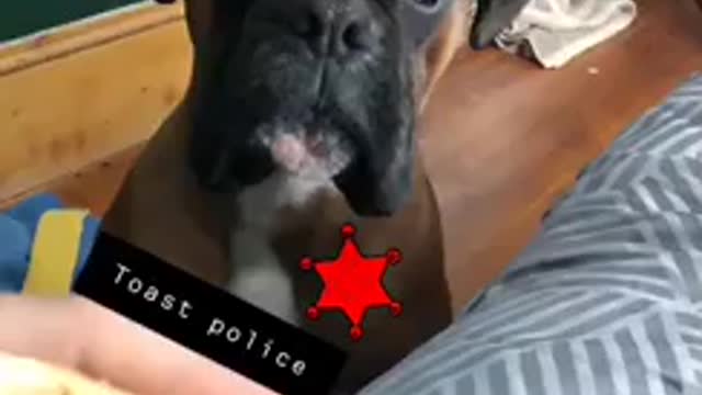 Boxer dog poses as toast police