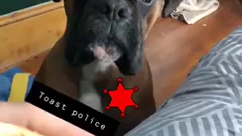 Boxer dog poses as toast police