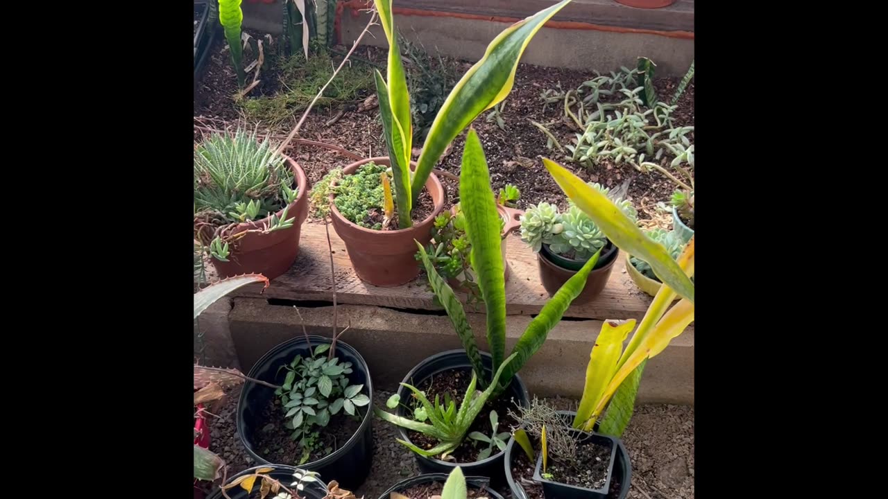 Greenhouse in January