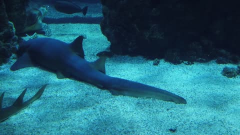 Sea fish at the bottom of the aquarium