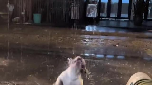 Dog playing with rain water and drinking