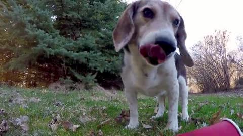 Hidden camera shows how sneaky beagle steals full cups of coffee