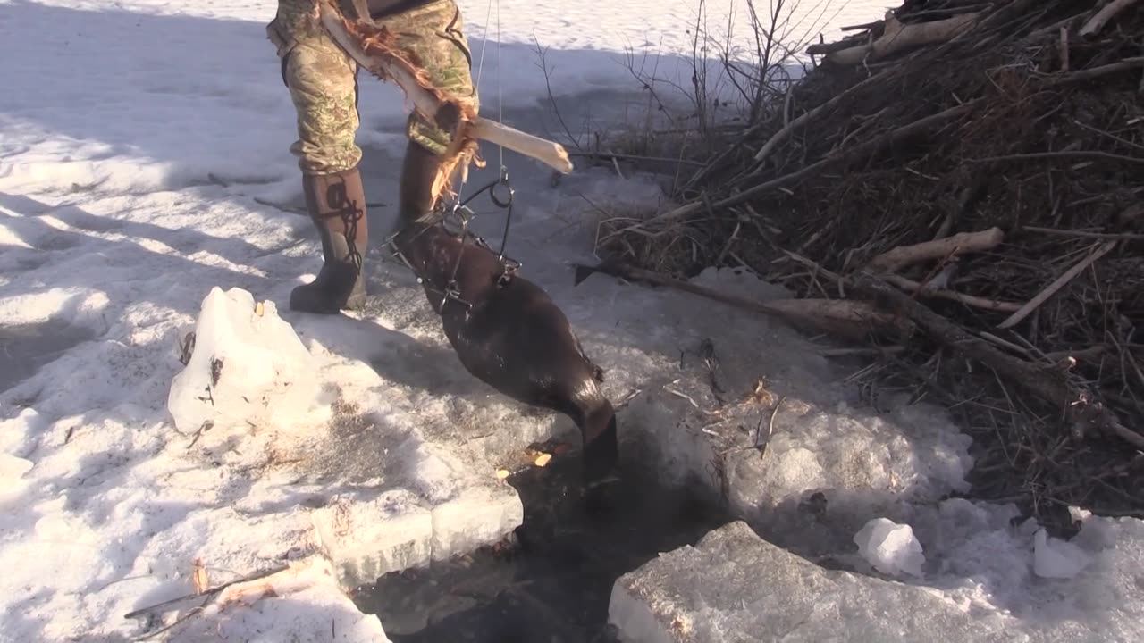 Trapping Inc Season 3 Episode 12 Under Ice Beaver!