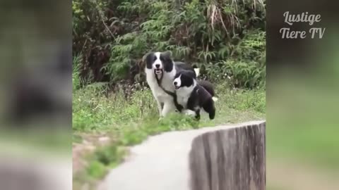 Funny Cats and Dogs WoW!!