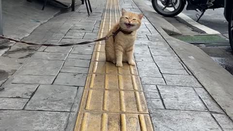 funny street cat