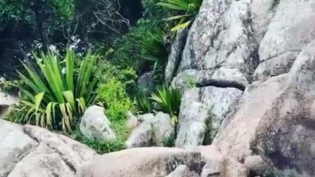 Canajure - Florianópolis