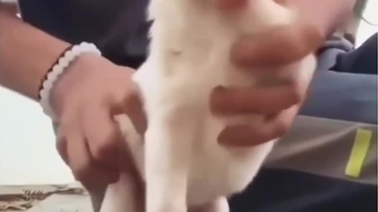 Cuteness Overload puppy dance 🥰 (tiku badmash)