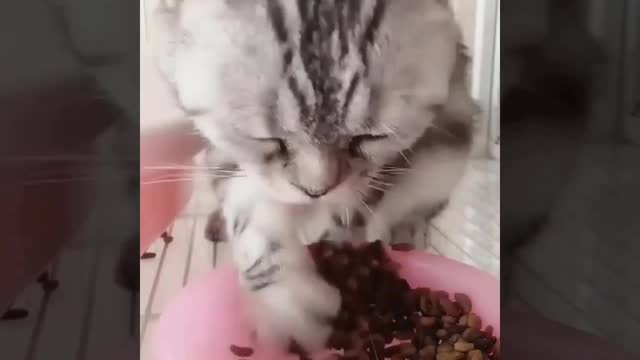 Deep look into pet's life . Cats and their humans .