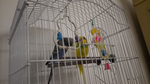 My parakeet plays with the swing