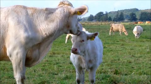 Texas Longhorn Cattle - American Southwest Icons