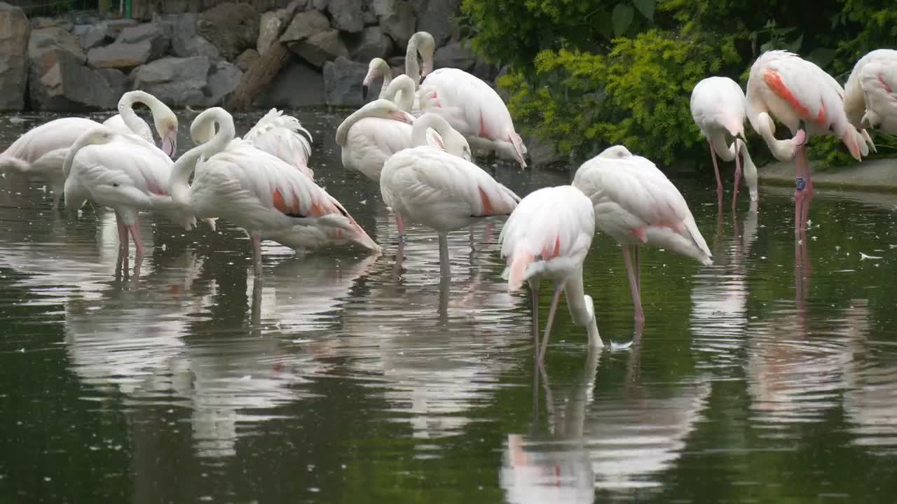 WHITE FLAMINGO VIDEO !!!