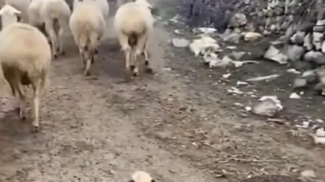 Flock of sheeps adopted puppy dog training him yo be a part of the herd