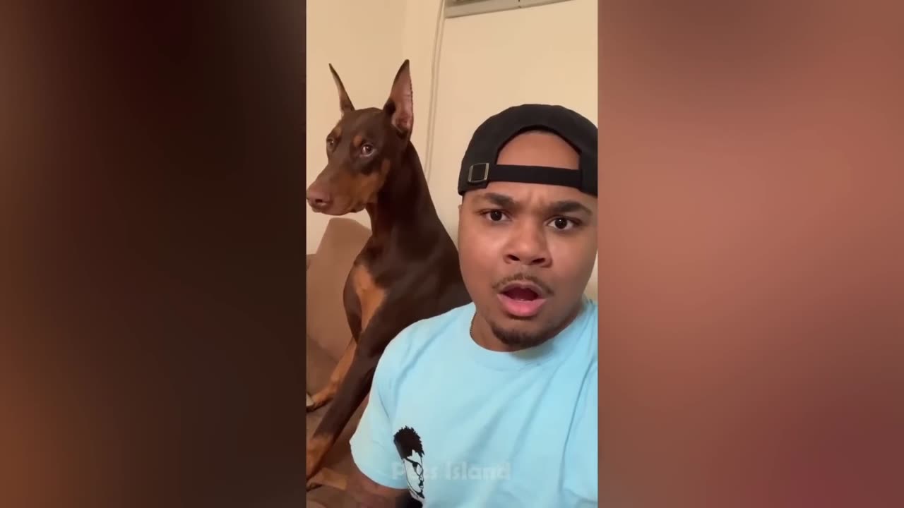 Funny Dog Videos: Pets Reacting to Ridiculous Stuff | Mad Pets