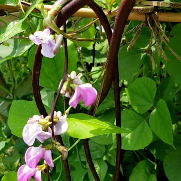 All about beans #summergardening #containergardening