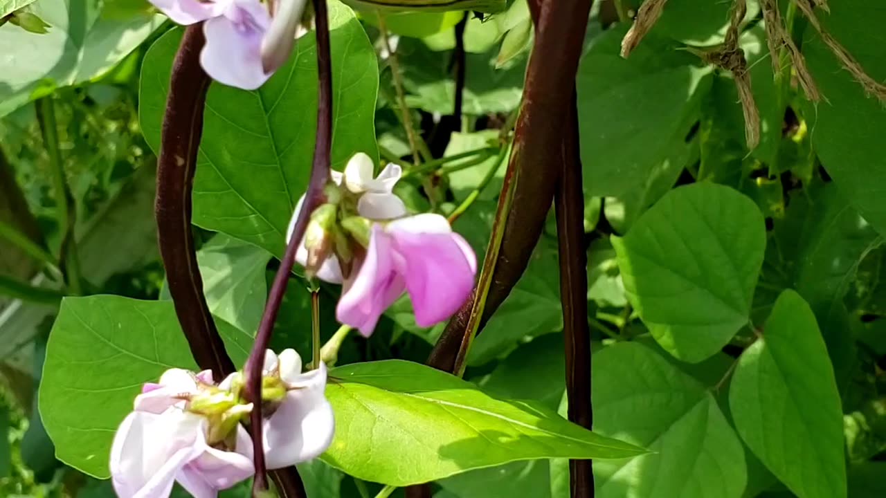 All about beans #summergardening #containergardening