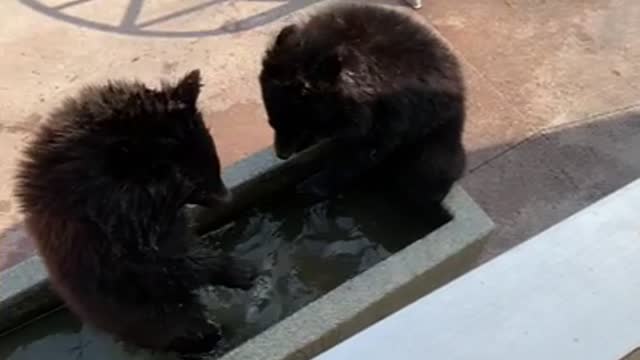 Baby bear's battle to win the tub!